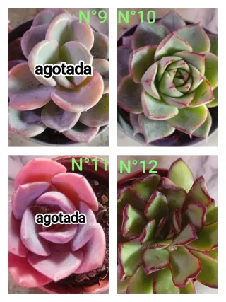 Plantas suculentas variadas