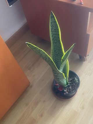 Planta Sansevieria en maceta blanca.  Varios  prec