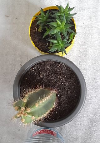 PACK 2 PLANTAS