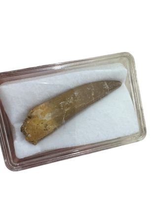 Diente de fósil de dinosaurio