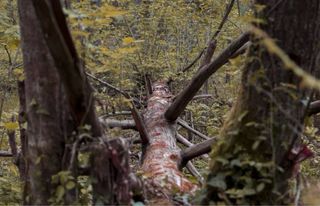 Fotógrafo profesional. Instagram: @blurtape_photo