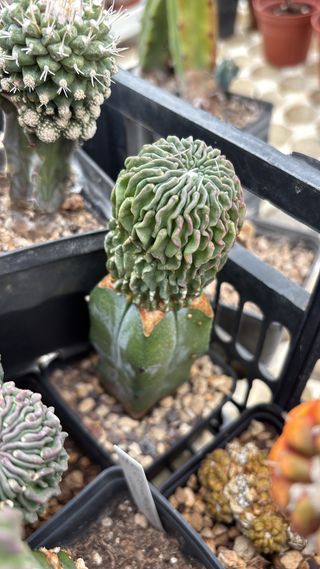 Cactus succulenta Echinofossulocactus inermis