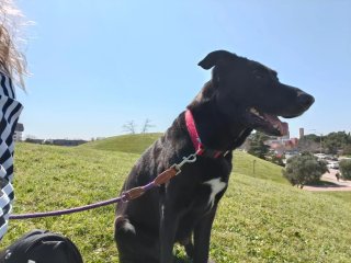 Cuidadora de perros