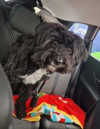 Cuidadora de perros