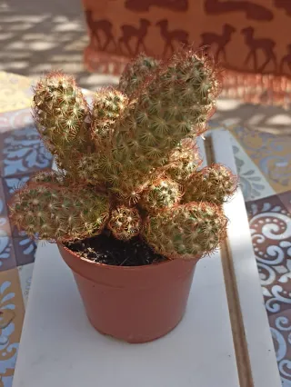 Mammillaria elongata rubra pianta o dito di dama.