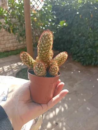 Mammillaria elongata rubra pianta o dito di dama.