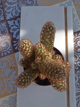 Mammillaria elongata rubra pianta o dito di dama.