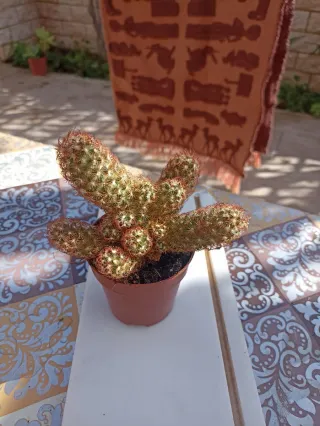 Mammillaria elongata rubra pianta o dito di dama.