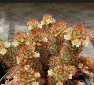 Mammillaria elongata rubra pianta o dito di dama.