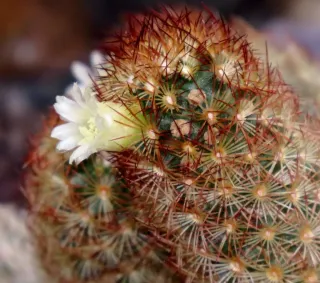 Mammillaria elongata rubra pianta o dito di dama.