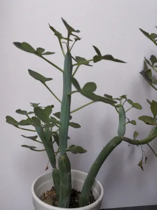 Senecio articulatus Planta Suculenta