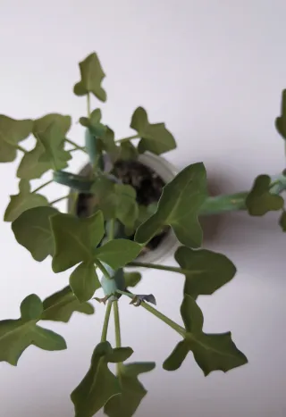 Senecio articulatus Planta Suculenta