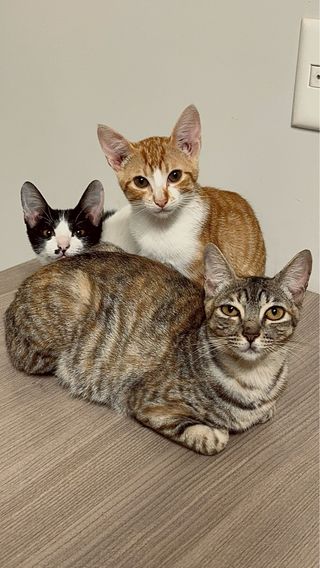 Servicios de cuidado de mascotas