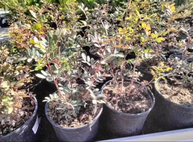 Planta Pistacia Lentiscus (Llentiscle)