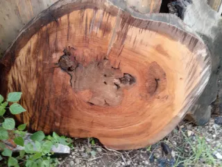 Tavola legno di ulivo grezza