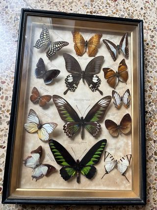 Vitrina Mariposas Vintage. 50x 30cm