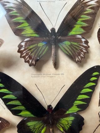 Vitrina Mariposas Vintage. 50x 30cm