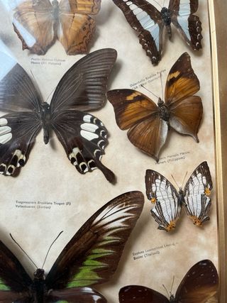 Vitrina Mariposas Vintage. 50x 30cm