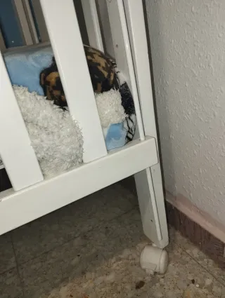 Cuna de bebé con colchón super oferta!!