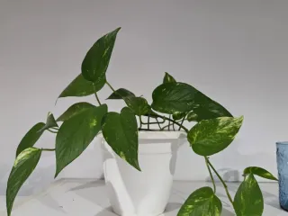 Planta Pothos en maceta blanca
