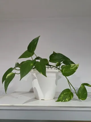 Planta Pothos en maceta blanca