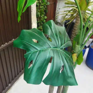 Monstera Artificial 170cm con Maceta