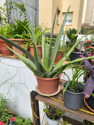 Planta Aloe Vera Muy Grande en Maceta