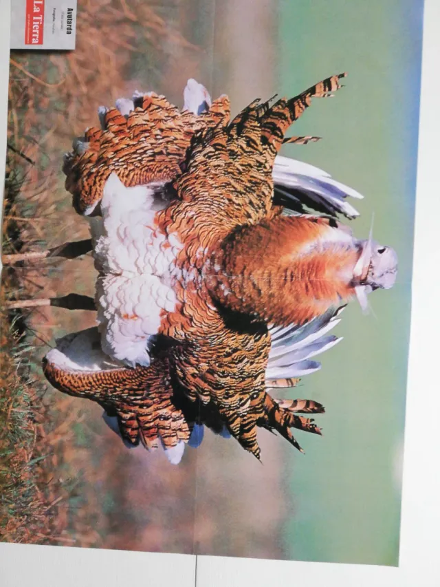 Varios Pósteres Revista La Tierra