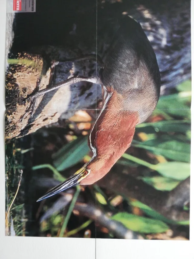 Varios Pósteres Revista La Tierra