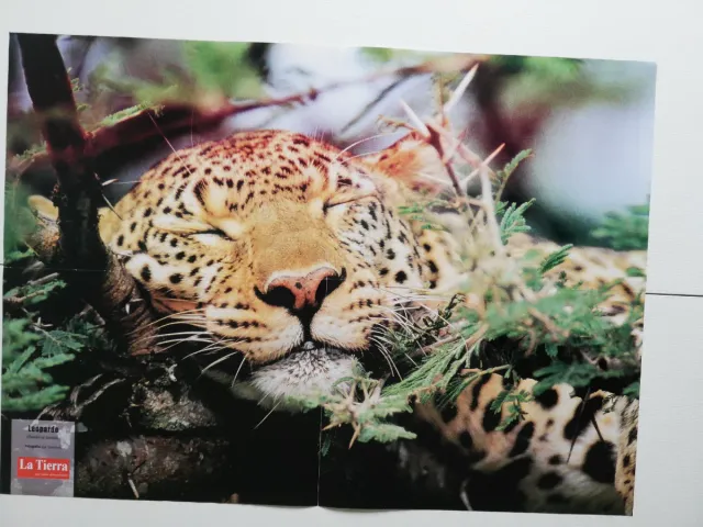 Varios Pósteres Revista La Tierra