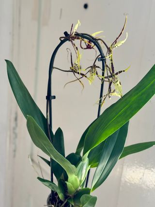 Orquídea Brassia Toscana en maceta 9cm