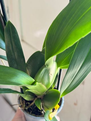 Orquídea Brassia Toscana en maceta 9cm