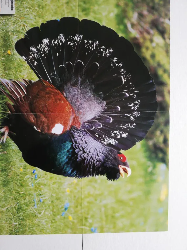 Varios Pósteres Revista La Tierra