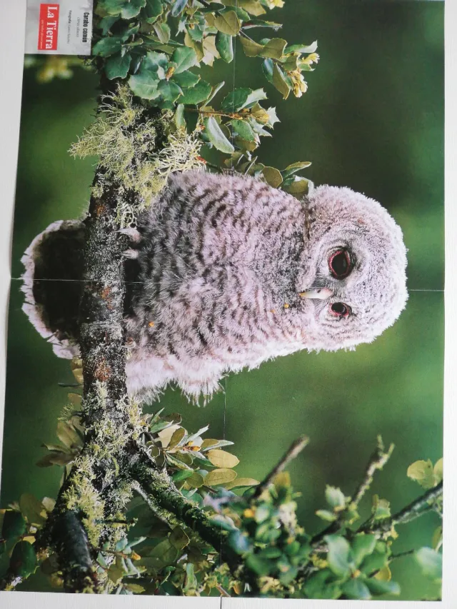 Varios Pósteres Revista La Tierra