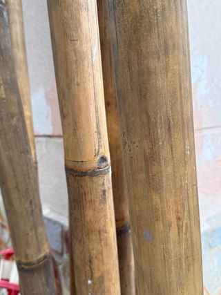 Decoración cañas de bambú