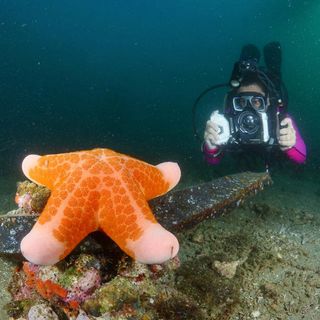 DIVEVOLK Funda de buceo compatible con iPhone 12/1