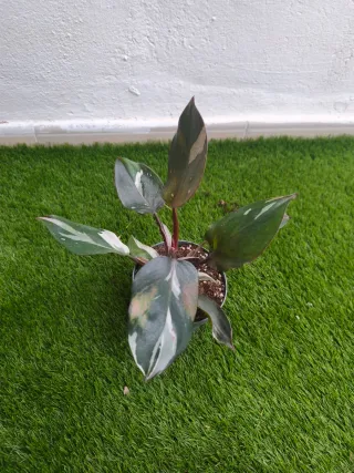 Philodendron White Knight Planta