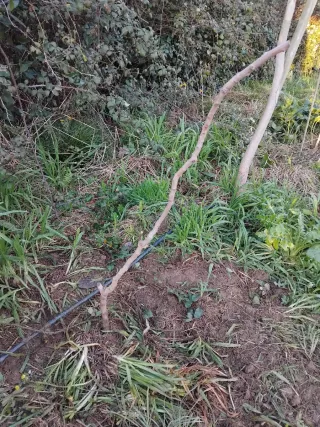 Compex Energy + Mi Sensor