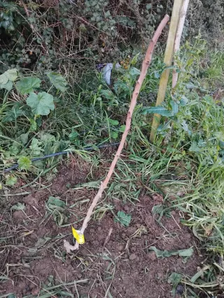 Compex Energy + Mi Sensor