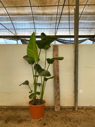 Planta grande de exterior/interior