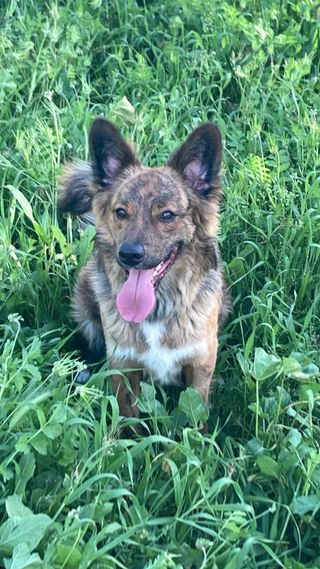 Cuidadora de animales