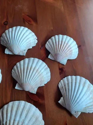 Set n.6 pezzi - Gusci di Capesante