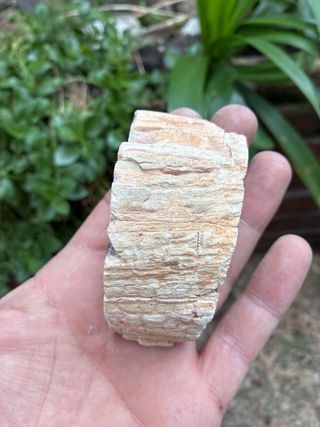 Fosil Madera Xilopalo Tronco