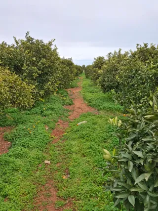 Terreno rústico en venta a 1km de rafelbuñol y de