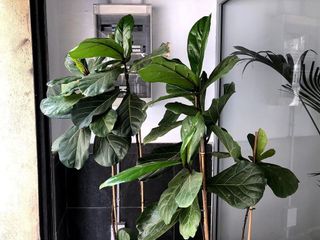 Local comercial en alquiler en El Putxet i el Farró en Barcelona