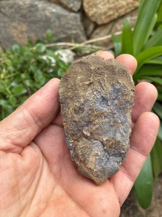 Fósil Trilobites Natural