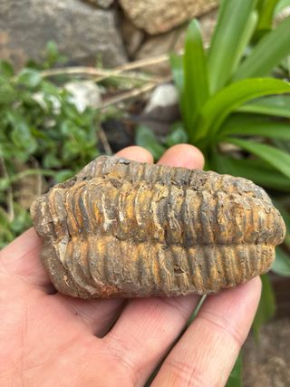 Fósil Trilobites Natural