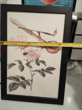 Lámina microscopio antiguo y flor