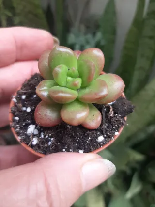 Suculenta Sedum Lucidun Obesum