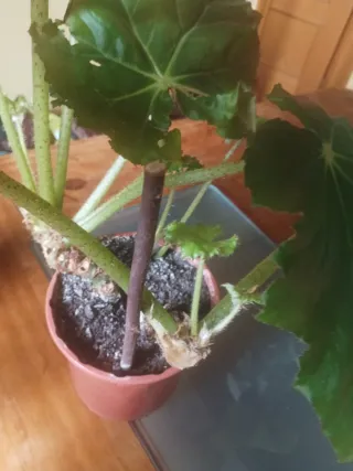 Begonia Rex Planta